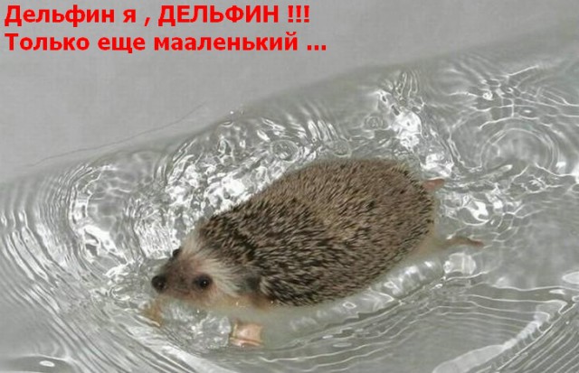 Минутка эрудиции на ЯПе