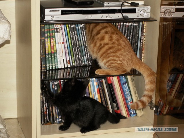 Котовторник 12.11.2013