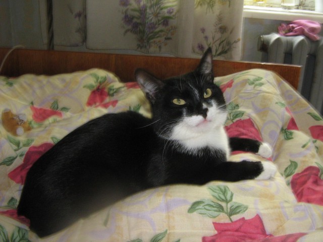 Котовторник 04.03.2014