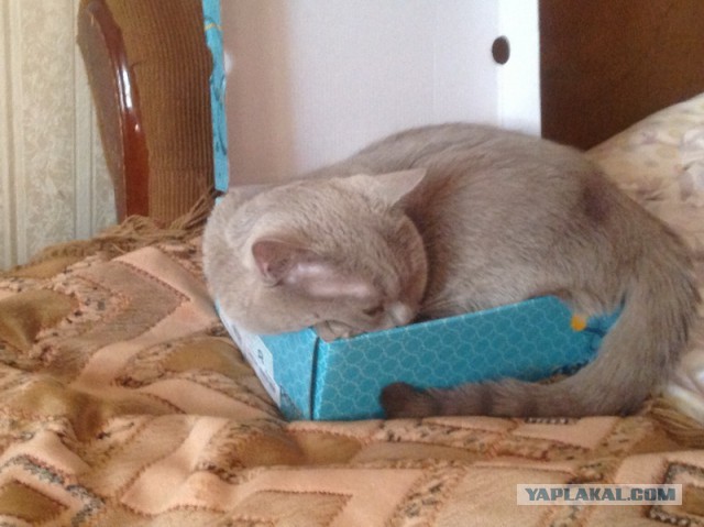 Котовторник 6.05.2014