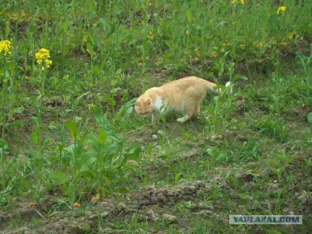 Жизнь домашнего приюта для котеек 9