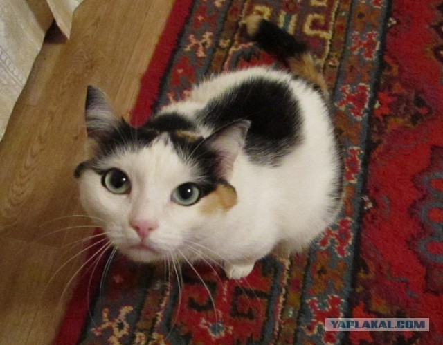 С Котовторником!