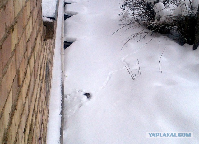 Есть следопыты на ЯПе?