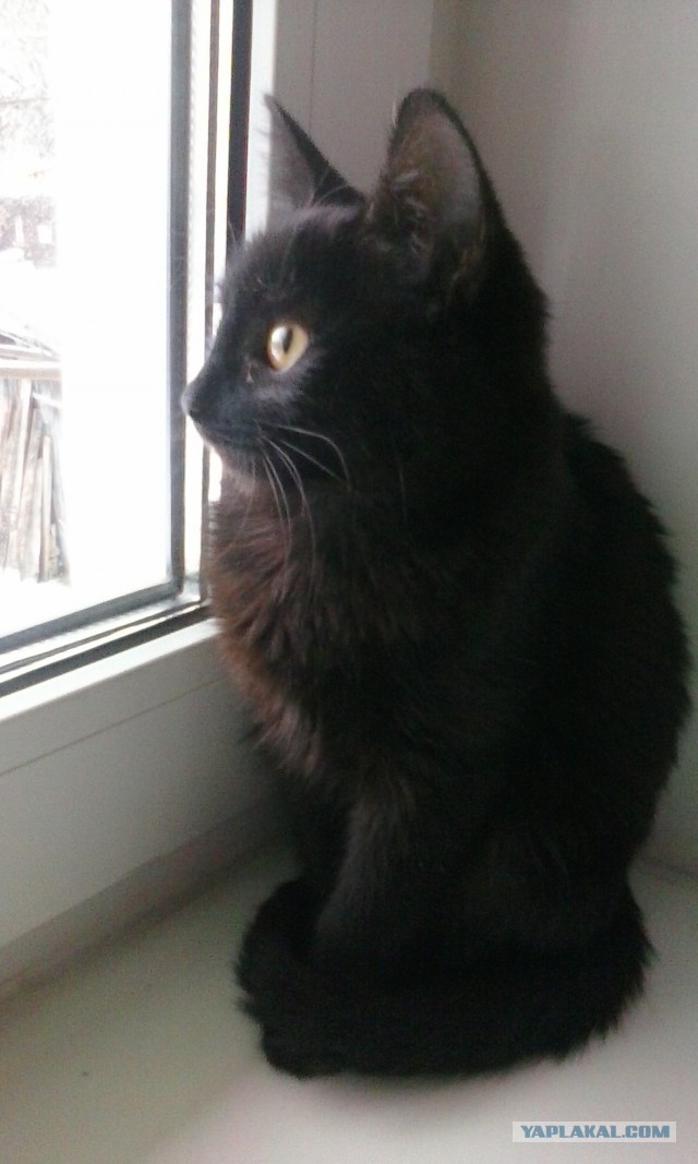 Котовторник