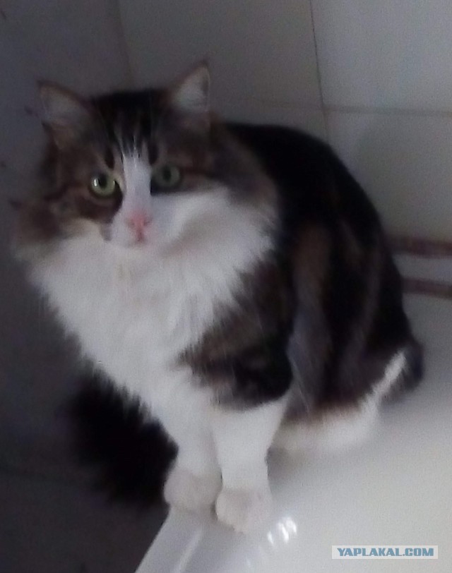 Котовторник