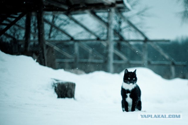 Котовторник 12.03.13