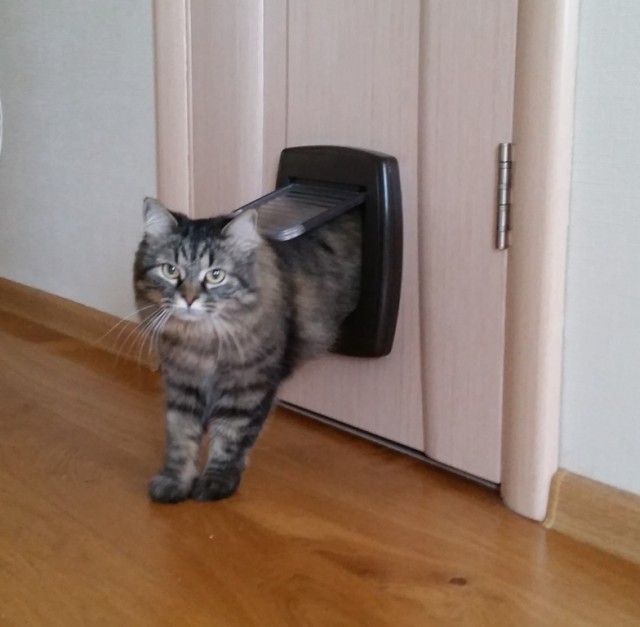 Котовторник