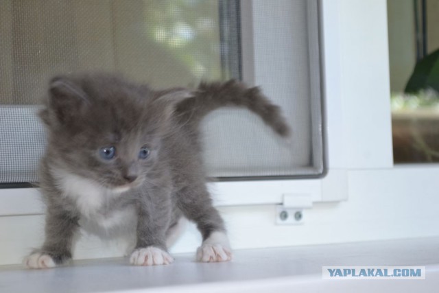 Котовторник 25.08.2015
