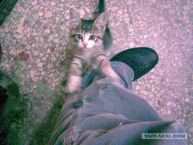 История одного кота