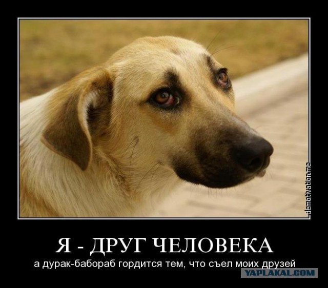 Пёс вернулся домой через 10 лет