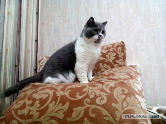 Котовторник  01.03.2016