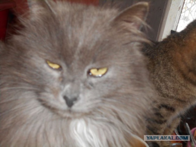 Жизнь домашнего приюта для котеек 106