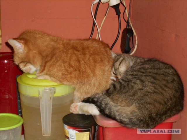 Жизнь домашнего приюта для котеек 107