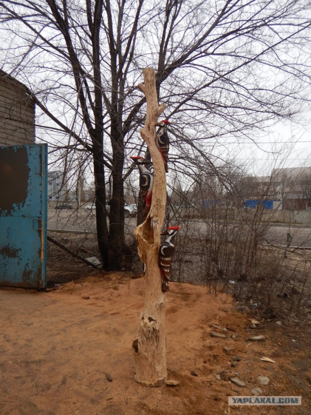 Поцелуй Дятла
