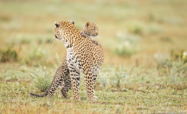 Леопардик Поли