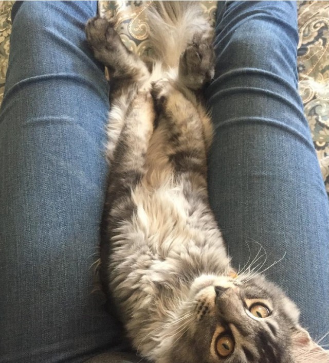 Уже лев или еще кот?
