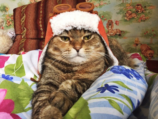 Коты из сети