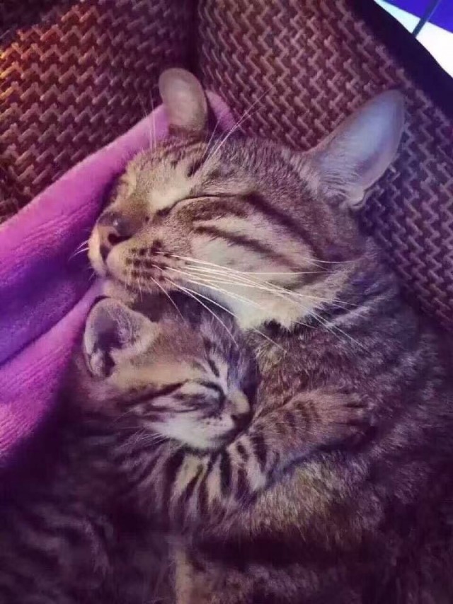 Коты и Кошки