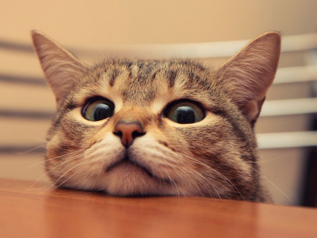 Коты и Кошки