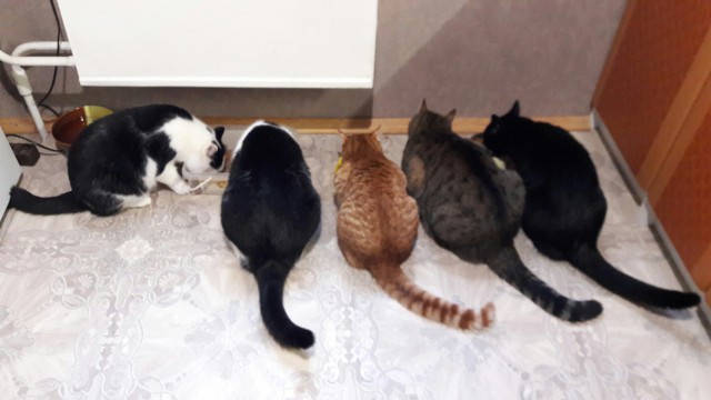Коты и Кошки