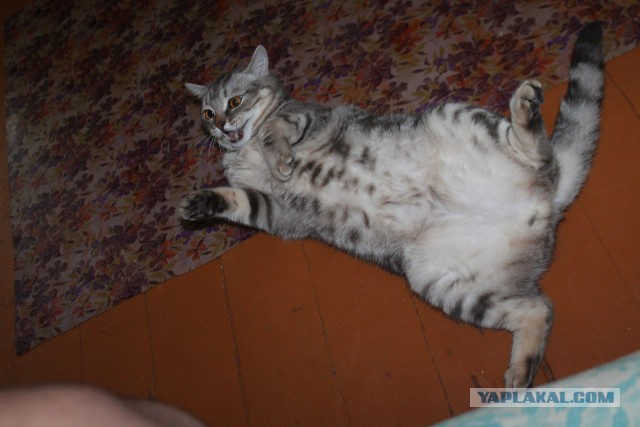 Коты и Кошки