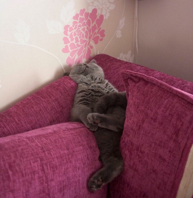 Коты и Кошки