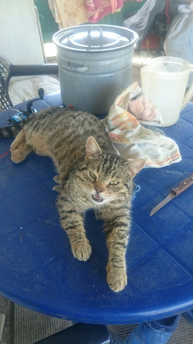 Котовторник