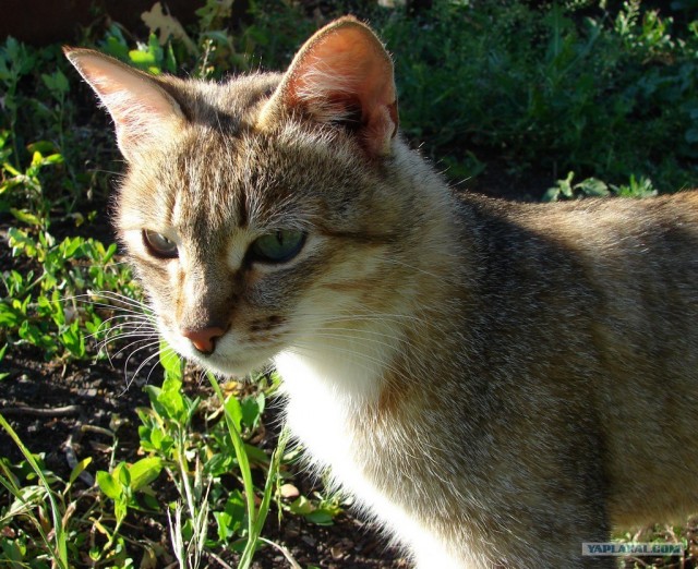 Котовторник, для любителей кошек