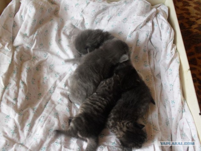 Котовторник: Кошки и ягнёнок