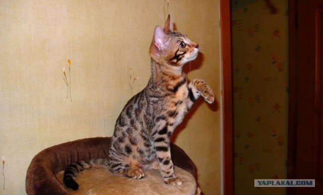 Котовторник 06.09.11