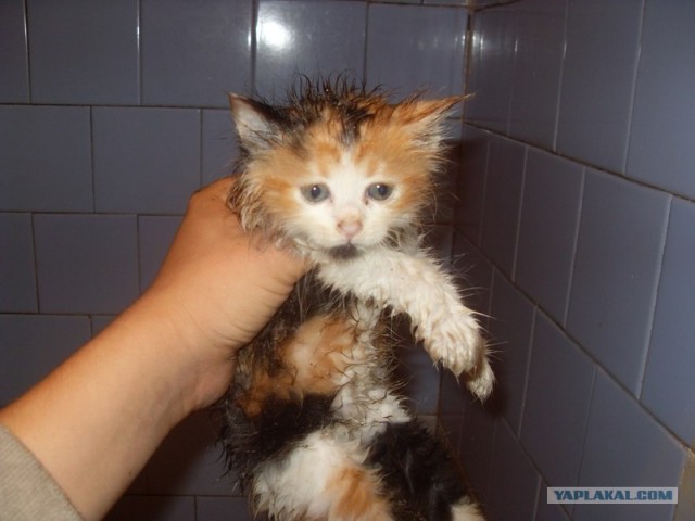 Котовторник так котовторник!