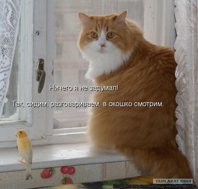 Кото-комикс
