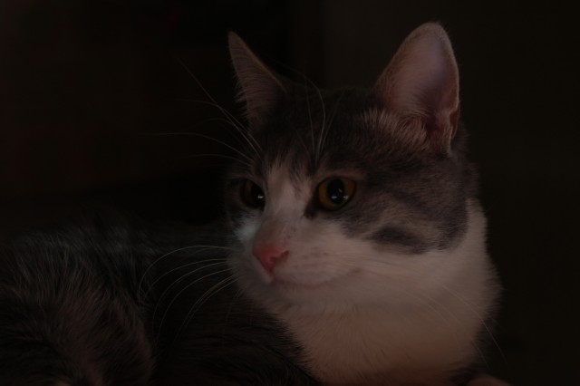 Котовторник 13.12.11 - магическе числа