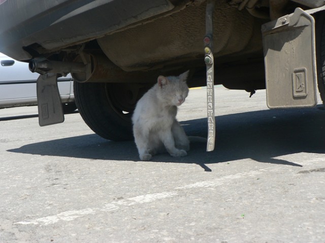 Котовторник (14.02.2012)