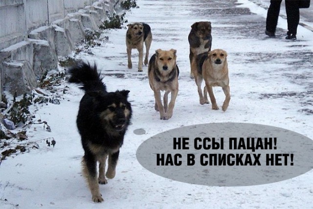 Потенциально опасные собаки рф. Опасные породы собак список. Потенциально опасные породы собак. Список потенциально опасных пород собак. Запрещённые породы собак в России.