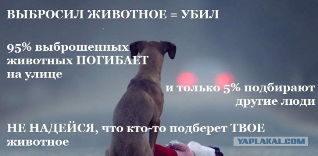 Три истории, назло зоошизе