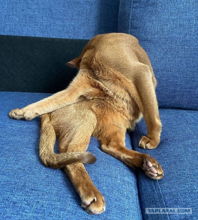 Котовторнику быть!