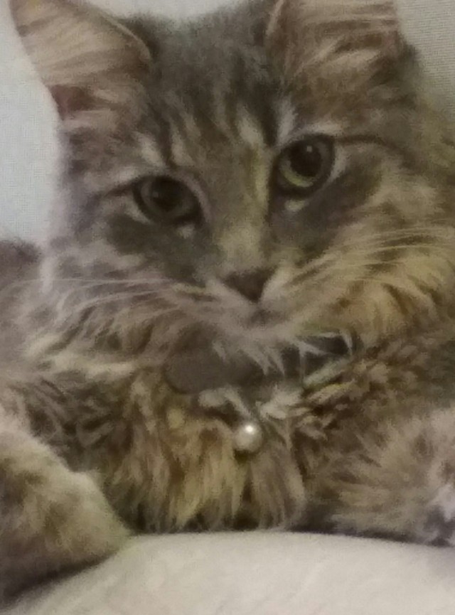 Котовторник же!