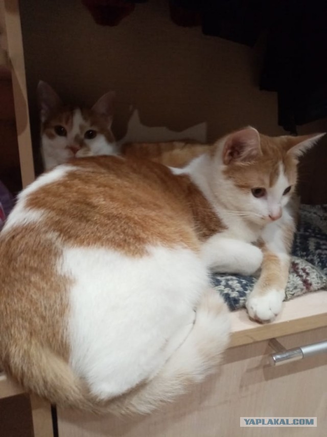 Котовторнику быть