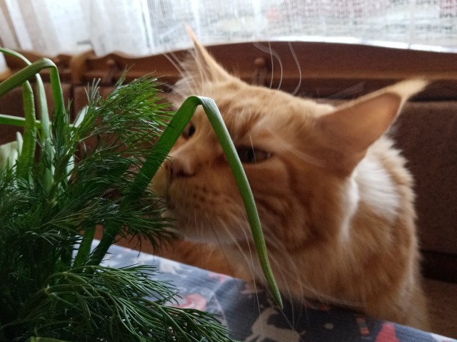 Котовторник