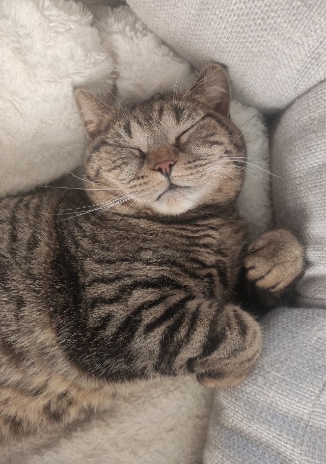 Котовторник ведь начался!