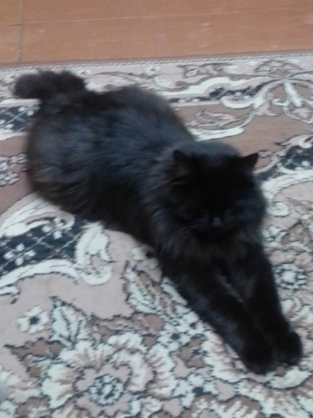 Котовторник 07.06.2022