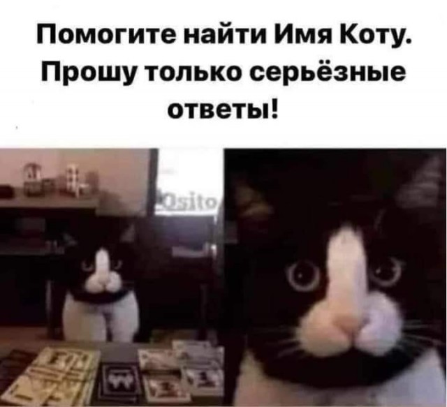 К котофторнику