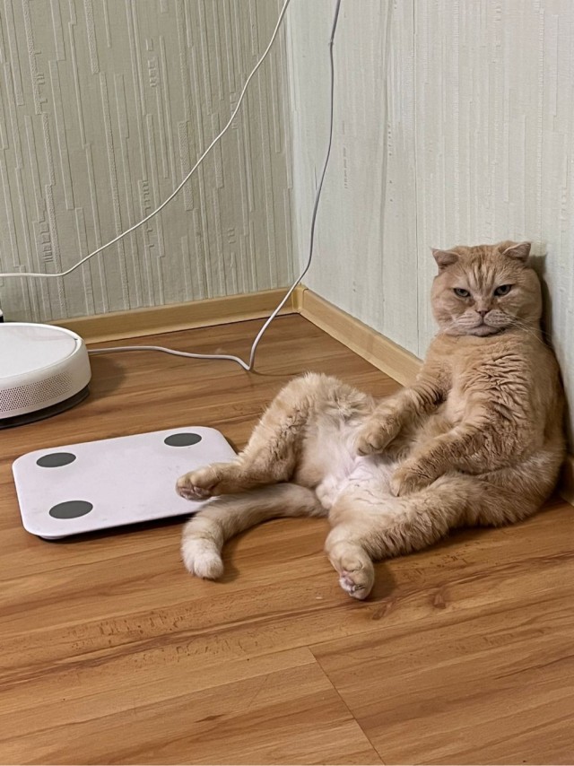 Отдали кота
