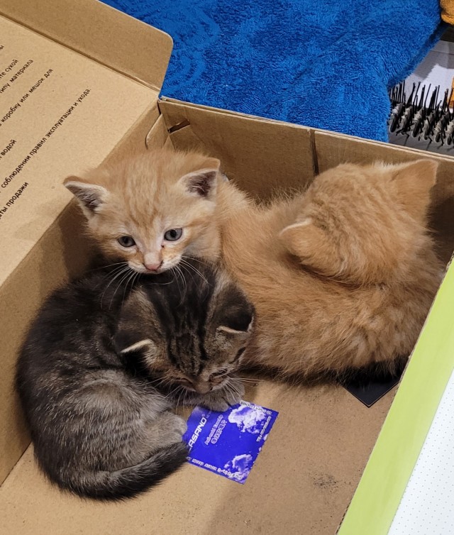 Мой котовторник