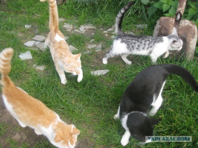 Жизнь домашнего приюта для котеек 413