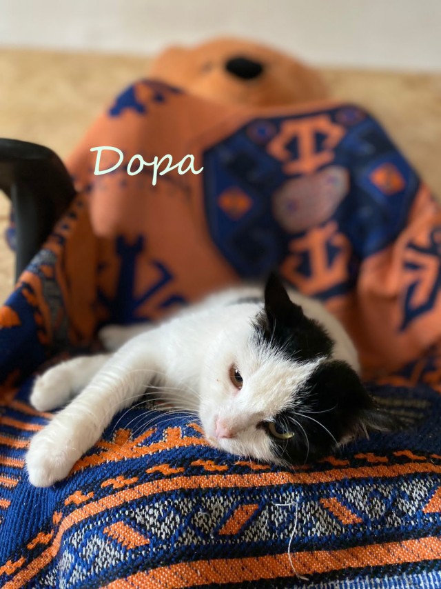Жизнь домашнего приюта "Котоленд" 362