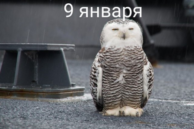 Немного картинок для настроения/постпраздничное