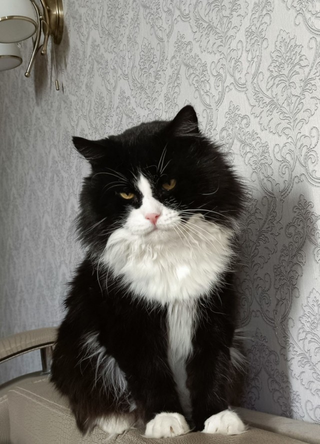 Котодракула