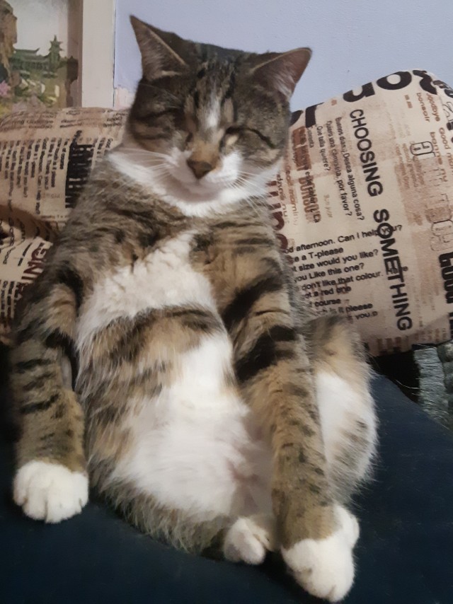 Котовторник. Было - стало